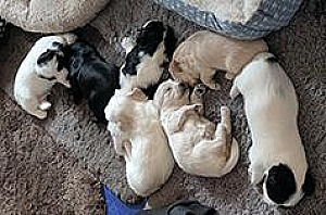 HALF BISHON HALF SHIH TZU PUPPIES