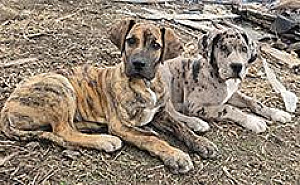 GREAT DANE PUPS