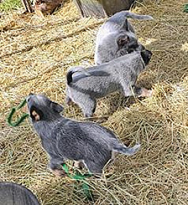BLUE HEELER PUPPIES