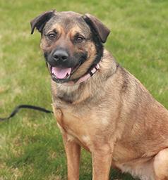 KIRA IS A BEAUTIFUL 2-1/2 YEAR OLD FEMALE SHEPHERD MIX