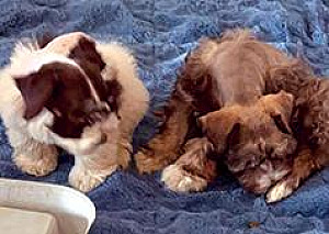 TWO PUREBRED MINI SCHNAUZERS,