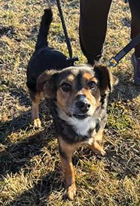 MEET WHIRLEY, A SPUNKY PUP WITH THE PERFECT MIX OF