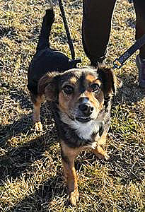 MEET WHIRLEY, A SPUNKY PUP WITH THE PERFECT MIX OF