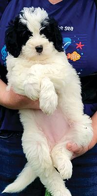 GOLDEN MOUNTAIN DOODLE PUPPIES