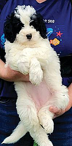 GOLDEN MOUNTAIN DOODLE PUPPIES