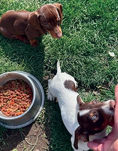 TWO MINIATURE DACHSHUNDS