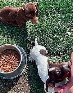 TWO MINIATURE DACHSHUNDS
