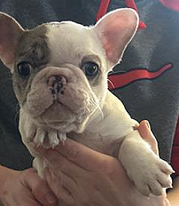 FRENCH BULLDOG PUPPIES & ADULT DOGS