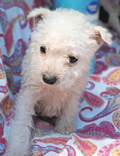 MALTESE/ YORKIE PUPPIES