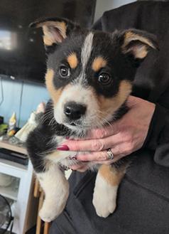 WE HAVE ABSOLUTELY THE MOST GORGEOUS LAPPONIAN HERDERS