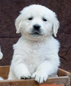 ENGLISH CREAM GOLDEN RETRIVER PUPPY
