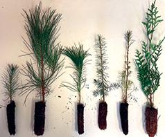 GOT SEEDLINGS? JD FOREST MANAGEMENT DOES!