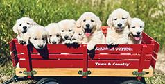 ENGLISH CREAM GOLDEN RETRIEVER PUPPIES