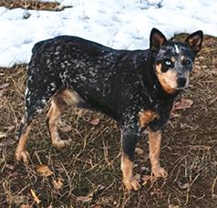 FEMALE BLUE HEELER