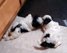 TEN WEEK OLD SISTERS OF AKC SHIH TZU PARENTS