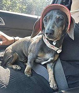 ONE YEAR OLD MINI DACHSHUND FEMALE