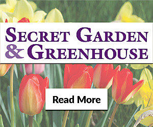 Spring Garden Shop - Pansies 99¢