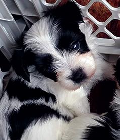 ADORABLE MORKIE PUPPIES