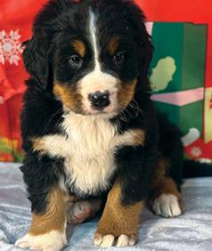 BERNESE MOUNTAIN DOG PUPPIES
