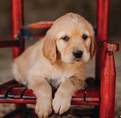 AKC GOLDEN RETRIEVER PUPPIES
