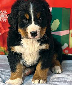 BERNESE MOUNTAIN DOG PUPPIES