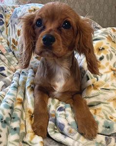 REG. CAVALIER KING CHARLES PUPPIES