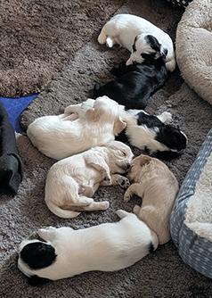 I HAVE FIVE PUPPIES LOOKING FOR THEIR FOREVER HOMES