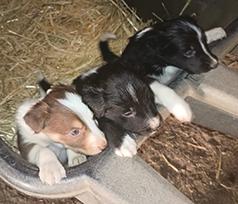ABCA REG. BORDER COLLIE PUPPIES