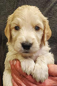 GOLDENDOODLE F1 PUPPIES
