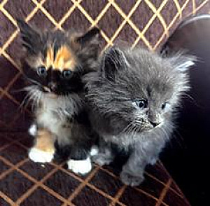 MAINE COON/ RAGDOLL MIX KITTENS