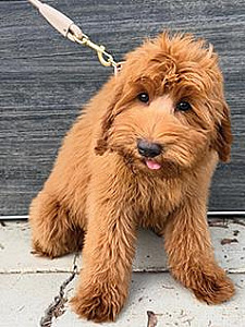 MULTI GENERATIONAL AUSTRALIAN LABRADOODLES
