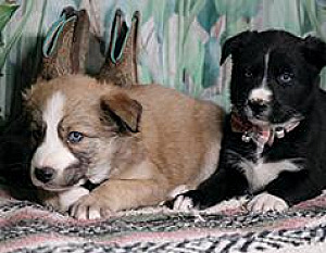 HOME RAISED SIBERIAN HUSKY/ BORDER COLLIE PUPPIES