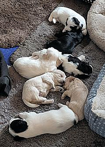 I HAVE FIVE PUPPIES LOOKING FOR THEIR FOREVER HOMES