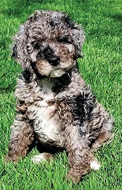 GOLDEN MOUNTAIN DOODLE PUPPIES