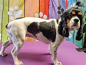 AKC REG. COCKER SPANIEL