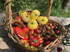 THE TOMATO LADY IS OPENING ON WEDNESDAY APRIL 15TH