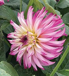 DAHLIA TUBER PLANT SALE