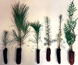 GOT SEEDLINGS? JD FOREST MANAGEMENT DOES!