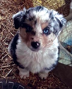 AUSTRALIAN SHEPHERD PUPPIES