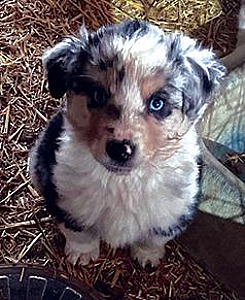 AUSTRALIAN SHEPHERD PUPPIES