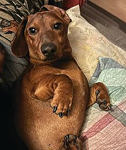 PUREBRED DACHSHUND