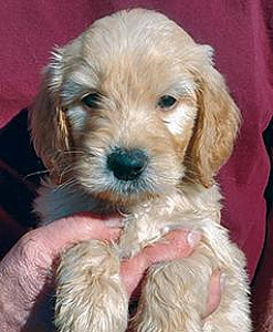 GOLDENDOODLE PUPPIES