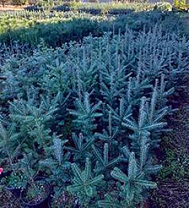 1 GALLON POTTED CONIFERS & HARDWOODS