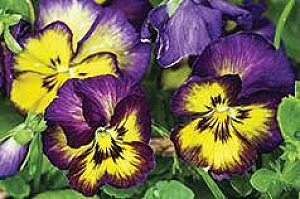 SECRET GARDEN & GREENHOUSE, HAPPY SPRING!