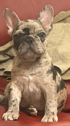 FRENCH BULLDOG PUPPIES & ADULT DOGS