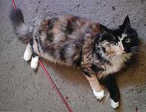 FEMALE 1 YEAR OLD RAGDOLL/ MAINE COON CAT