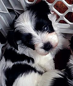 ADORABLE MORKIE PUPPIES