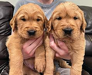 GOLDEN RETRIEVER PUPPIES