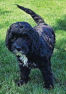 GOLDEN MOUNTAIN DOODLE PUPPIES