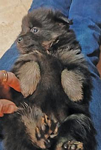 PUREBRED POMERANIAN PUPPIES 